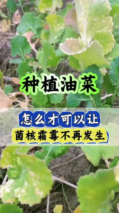 油菜病虫害防治配方#油菜一喷三防 #油菜病虫害防治 #病虫害防治 #油菜高产种植 #油菜种植