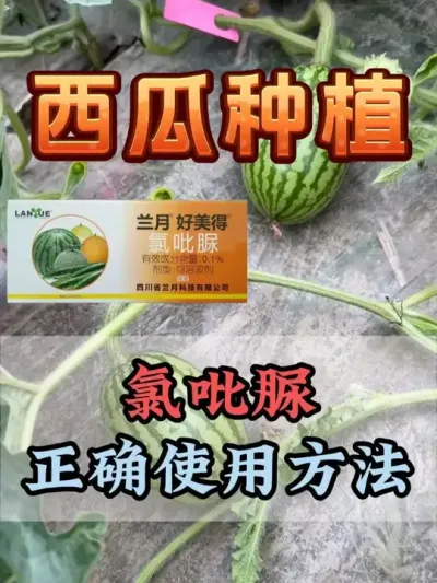氯吡脲的正确使用方法 #西瓜种植 #花芽分化 #氯吡脲 #西瓜移栽 #西瓜管理