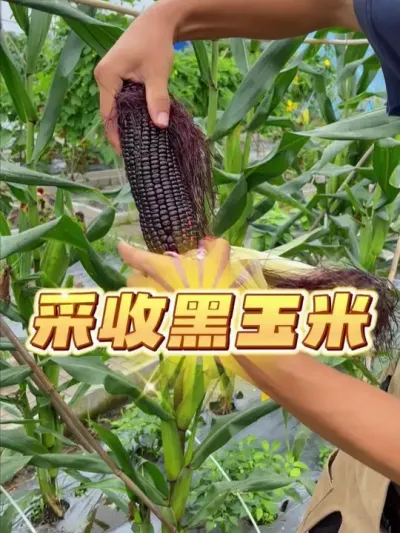 今天来采收黑玉米~现摘现吃~ #自己种的纯天然的绿色蔬菜 #家庭种植 #种植小技巧 #玉米种植 #一分耕耘一分收获