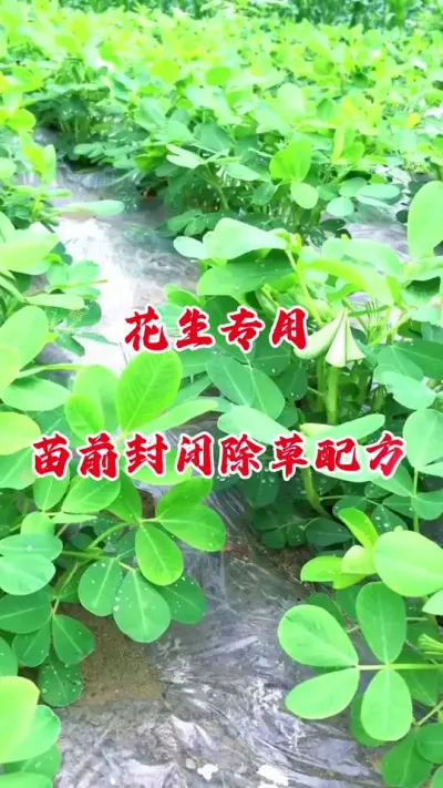 花生苗前封闭除草配方#花生苗前封闭除草剂 #花生种植 #花生封闭除草剂 #花生高产 #花生种植管理技术