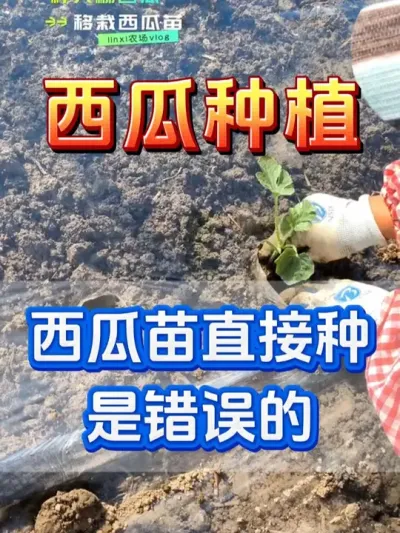 西瓜苗买回来直接种是错误的 #西瓜种植 #花芽分化 #西瓜坐瓜 #西瓜移栽 #西瓜管理