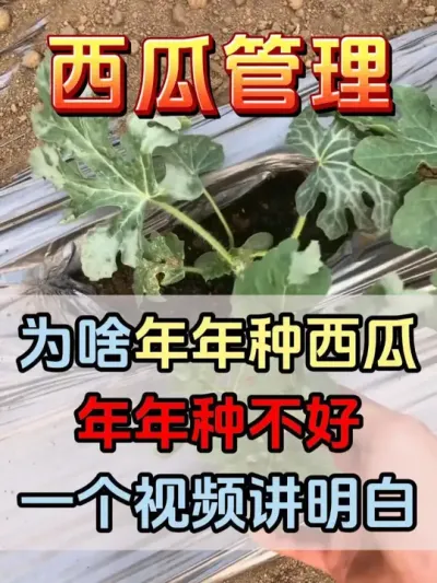 为啥年年种西瓜年年种不好 #西瓜种植 #花芽分化 #西瓜坐瓜 #西瓜移栽 #西瓜管理