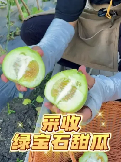 今天来采收第一批甜瓜了~ #种植小技巧 #自己种的纯天然的绿色蔬菜 #关注我一起学种菜 #家庭种植 #我的小菜园