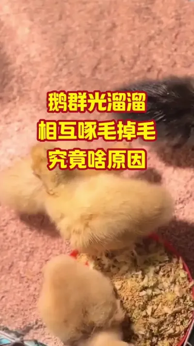 鹅群光溜溜，相互啄毛掉毛，究竟啥原因#抖音三农#养鹅#养殖