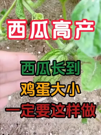 西瓜长到鸡蛋大小一定要注意 #西瓜种植 #西瓜坐瓜 #西瓜移栽 #西瓜管理 #无限回购的宝藏单品