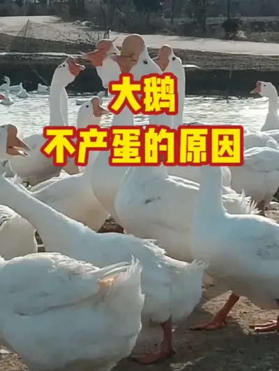 大鹅，不产蛋的原因#抖音三农#养殖#养鹅
