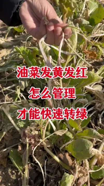 油菜叶片发黄发红怎样管理#油菜黄叶红叶 #油菜黄叶红叶一喷灵 #油菜种植管理 #油菜种植 #油菜高产种植