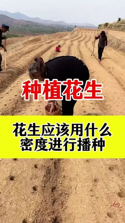 #花生底肥#花生高产种植 #花生颗粒硼肥 #花生施肥 #三农种植