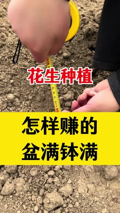 花生怎样管理产量高#花生种植 #花生高产管理 #花生高产种植 #花生膨大粒粒饱 #花生