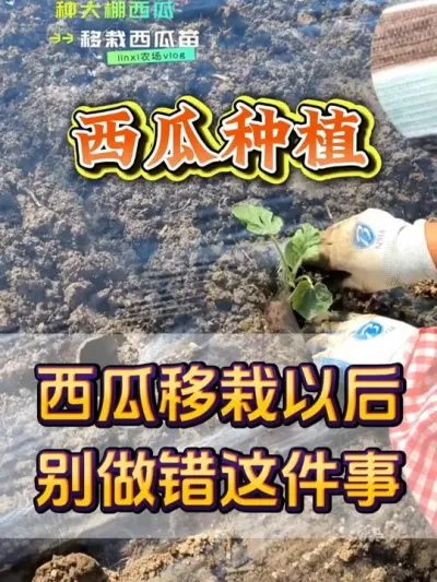 西瓜移栽以后别做错这件事 #西瓜种植 #西瓜种植技术 #种植小技巧 #无限回购的宝藏单品 #抖音商城大牌钜惠