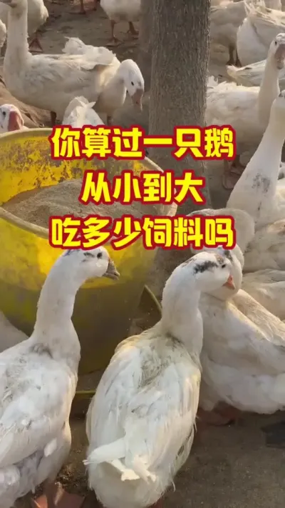 你算过一只鹅，从小到大，吃多少饲料吗#抖音三农#养鹅#养殖