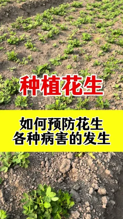 花生种植如何预防各种病害#花生种植 #花生病害防治 #花生高产管理 #花生病菌清 #花生高产种植