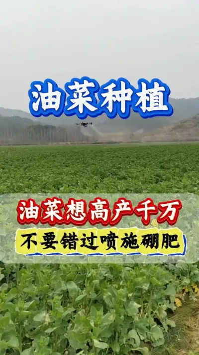 油菜种植硼肥的作用#硼肥的功效与作用 #油菜硼肥 #流体硼 #硼肥对植物的作用 #油菜高产种植