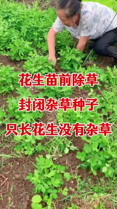 花生地里怎样没有杂草#花生种植 #花生封闭除草剂 #除草剂 #苗前除草 #除草剂