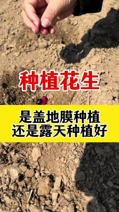 花生种植是盖地膜种植好还是漏地种植好#花生种植 #花生高产种植 #花生高产管理#花生颗粒硼肥 #花生底肥