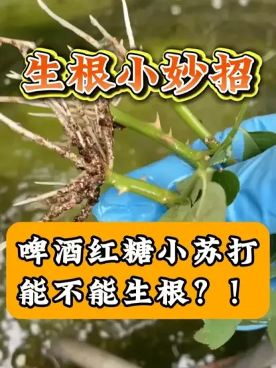 那些生根小妙招的骗局大揭秘 #生根剂 #生根粉 #生根壮苗 #优质农产品 #生根
