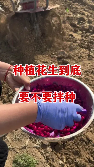 花生拌种注意事项#花生种植 #花生拌种 #花生拌种剂 #花生拌种剂防病防虫 #花生高产种植