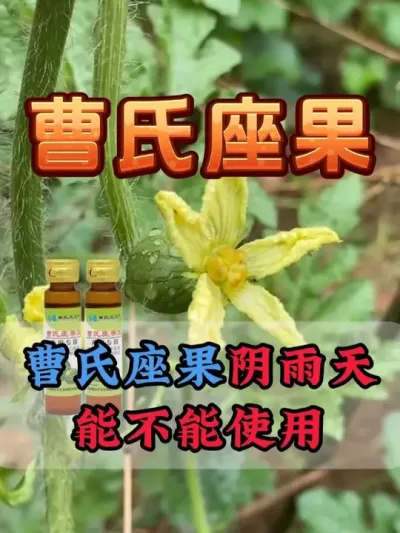 曹氏座果阴雨天能不能使用 #西瓜种植 #膨大增甜 #露天西瓜 #西瓜管理 #曹氏座果