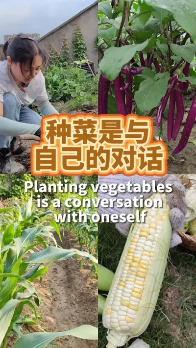 种菜是与自己的对话 在这个快节奏的世界里我们总是忙着追逐，却忘了停下来听听自己的声音#我的小菜园 #田园生活 #种植的乐趣 #我爱种菜 #阳台种植