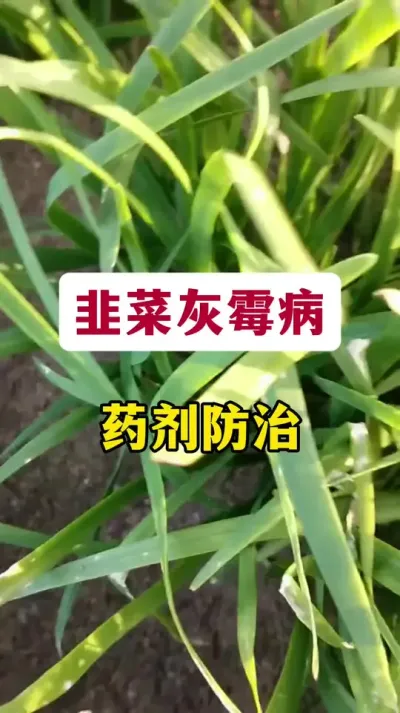 韭菜灰霉病，药剂防治。#韭菜种植 #韭菜管理 #韭菜灰霉病#韭菜种植方法 #病虫害防治