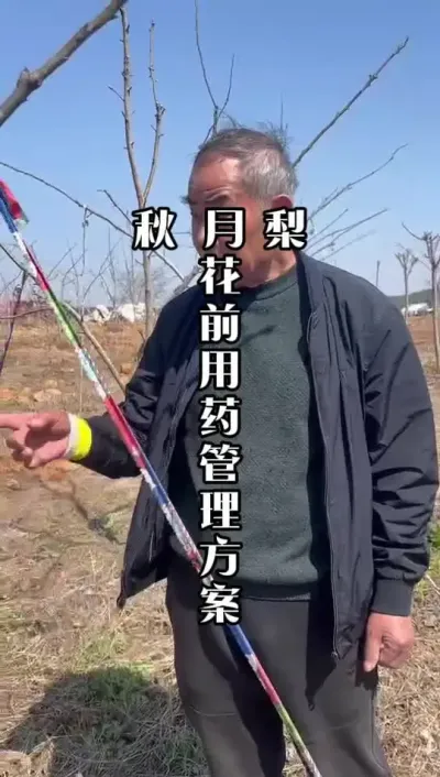 秋月梨种植，花前用药如何进行，要仔细看！ #秋月梨 #秋月梨种植 #果树种植 #种果树的苏老师