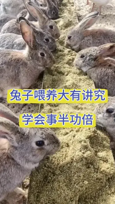兔子喂养大有讲究，学会事半功倍！#科学养兔 #肉兔养殖 #养兔人 #兔子养殖 #兔子