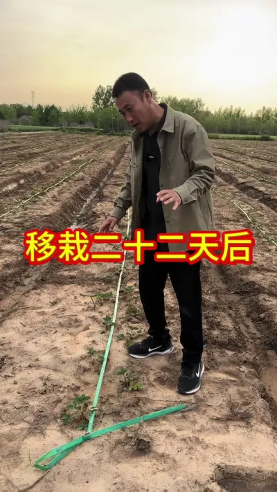 #草莓种植 #草莓育苗期病害预防用药 #草莓种植技术