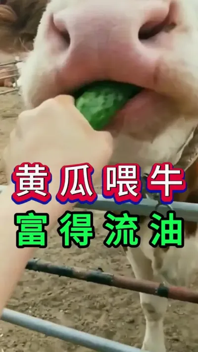黄瓜喂牛富得流油#养牛人#新手养牛#养牛#牛羊养殖