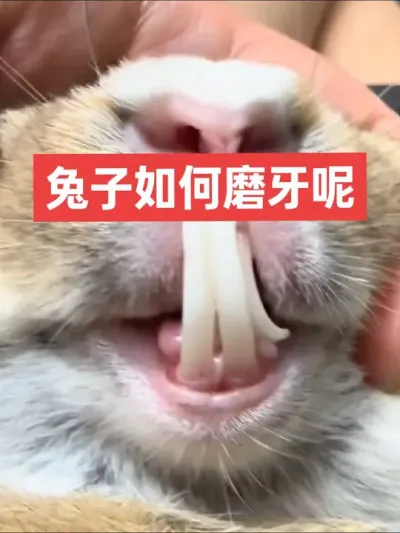 兔子如何磨牙呢？ #兔子#三农#养殖#养兔子#养兔人