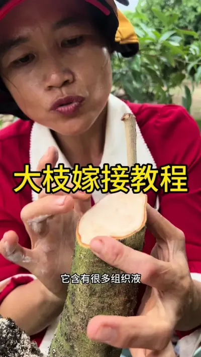 大枝嫁接教程#嫁接技术 #dou来广东百千万 #来抖音学农技 #2025新农人计划