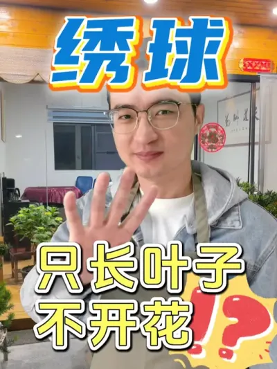 绣球为什么只长叶子不开花？ #养花  #绣球花  #绣球