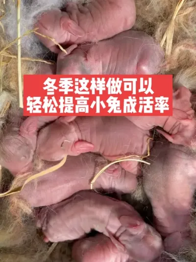 冬季这样做，可以轻松提高小兔成活率 #兔子#三农#养殖#养兔子