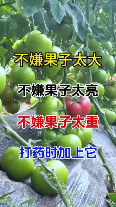不嫌果子大又重，产量高，打药时加上它#膨果 #番茄种植 #三农种植