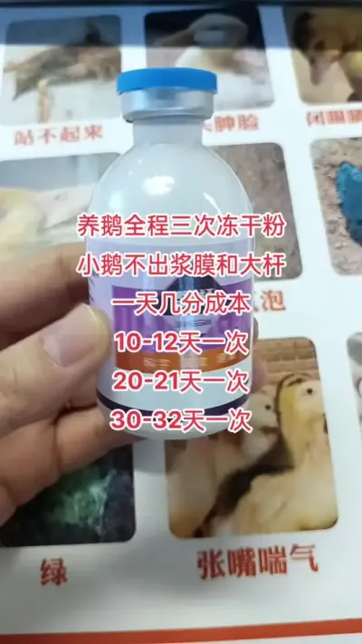 #养殖小妙招 #科学喂养 #疾病预防 #养鹅#养鹅技术分享
