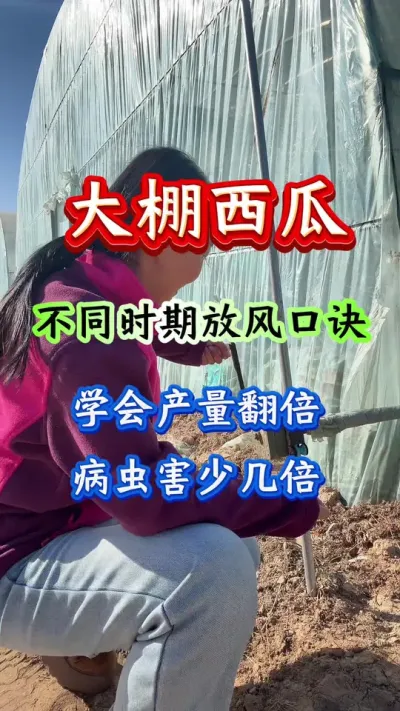 西瓜种植 大棚西瓜不同时期放风口诀#西瓜种植 #西瓜管理