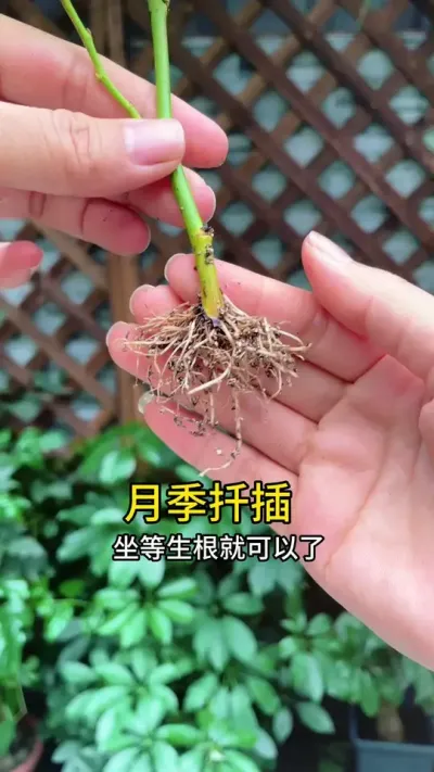 在外面看到喜欢的月季品种，想办法弄根枝条回去，就能变成自已的花#月季#扦插#种植小技巧