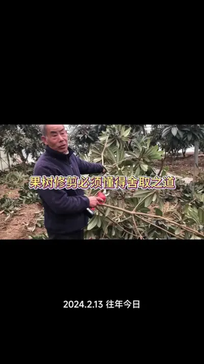 枇杷地实地修剪，一定要知道，果树修剪必须要懂取舍！#枇杷树修剪 #枇杷树管理 #果树修剪 #种果树的苏老师