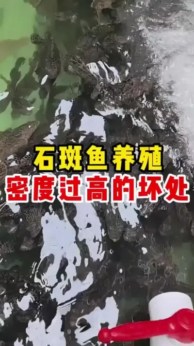 石斑鱼养殖密度过高的坏处 #水产养殖 #水产养殖技术 #养鱼日记 #高密度养殖 #石斑鱼@抖加🔥上热门🔥dou+🔥热点宝