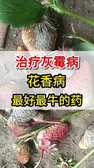 治疗灰霉病花香病，教你一招解决#灰霉病#花香病#三农