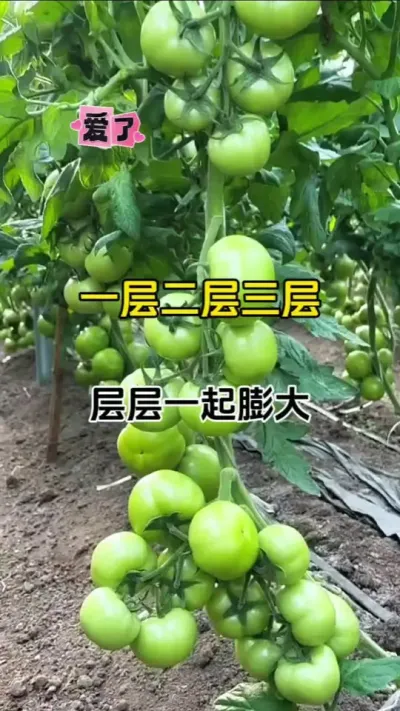 一层两层三层，层层一起膨大，哇塞哇塞，在也不担心果子小，产量低了啦#膨果增甜 #膨果 #番茄种植