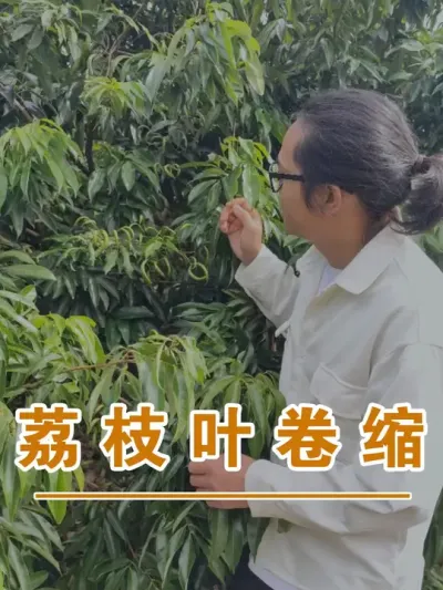 荔枝杀梢控梢#广西灵山荔枝果苗#农业创业#抖音新农人计划2024#吕老师种果苗