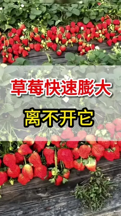 草莓快速膨大，离不开它#草莓种植 #草莓种植管理技术和方法