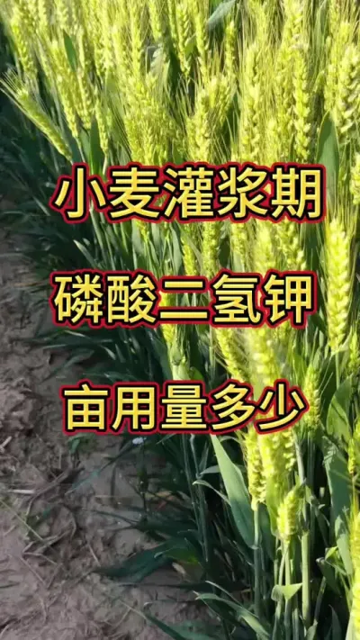 小麦灌浆期磷酸二氢钾怎么样#产量高的小麦品种 #磷酸二氢钾 #磷酸二氢钾使用小妙招