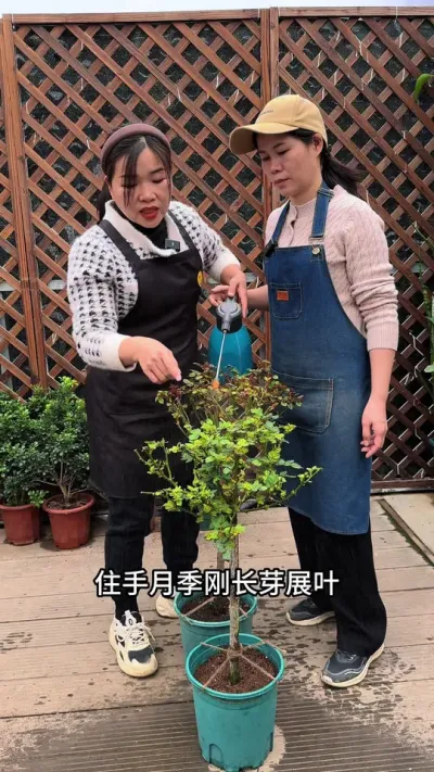 月季长芽展叶后，该如何追回你知道吗？#月季 #花卉绿植 #爱生活爱养花