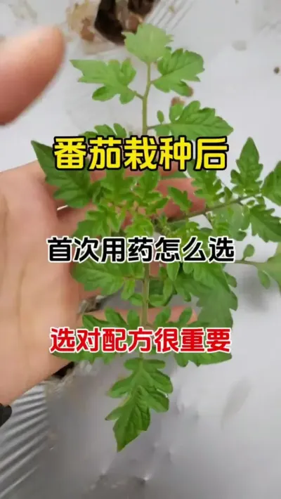 番茄移栽后第一遍药该打什么？选对配方很重要#预防病害 #西红柿种植 #三农种植