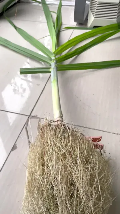 水培甘蔗 水里种的甘蔗你有没有见过😠#水培植物#甘蔗 #记录我的种植生活 #三农 #我的阳台小花园
