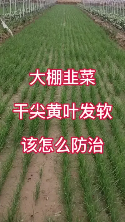 大棚韭菜干尖黄叶发软 该怎么防治 #韭菜种植技术 #大棚韭菜 #韭菜种植 #韭菜 #韭菜种植方法