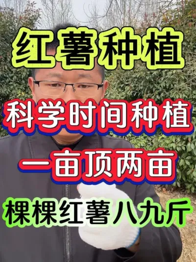 红薯科学时间种植一亩顶两亩棵棵红薯八九斤 #红薯  #红薯种植  #红薯高产种植  #红薯种植技术 #种红薯