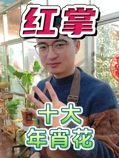 十大最受欢迎的年宵花之红掌！ #养花  #年宵花  #花卉绿植
