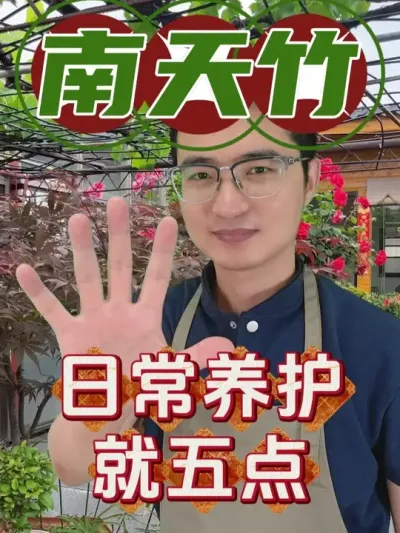 南天竹养的好，注意五点！ #养花  #南天竹  #养花小知识
